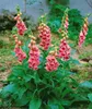 Digitalis x mertonensis, Fingerhut, rosa Blüten, ca. 11x11 Produktbild-Vorschau 1