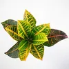 2er-Set Wunderstrauch 'Petra' - Codiaeum Petra - Höhe ca. Produktbild-Vorschau 2