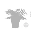 Bloomique - 3er Set - Farne Winterhart für Garten - Produktbild-Vorschau 3