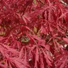 Acero rosso giapponese - Acer palmatum 'Garnet' | 60-80 cm Anteprima dell’immagine prodotto 1
