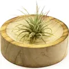Gardners Tillandsia ionantha zelená, mini Náhľad obrázku produktu 3