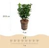 Green boutiQ - 40x Euonymus japonica Green Spire - Produktbild-Vorschau 3