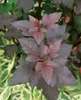 Physocarpus opulifolius 'Diabolo' -R-, Blasenspiere, Produktbild-Vorschau 11