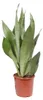 Sansevieria Moonshine Bogenhanf 60cm 17cm Zimmerpflanze Produktbild-Vorschau 2