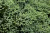 Juniperus procumbens 'Nana', Kriech-Wacholder, 20–25 cm Produktbild-Vorschau 3