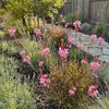 3x Gaura l. Siskiyou Pink P9H20 Produktbild-Vorschau 3