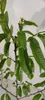 A close-up view of a young plant with green leaves and branches. Produktbild-Vorschau