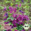 Samenliebe  Malve Samen alte Sorte Dunkelviolette Blüten Produktbild-Vorschau 10