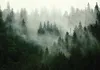 Fototapete Wald Nebel grün Natur Bäume 200x140 cm - inkl. Produktbild-Vorschau 1