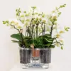 Orchideje Colibri | sada bílých rostlin v bavlněném košíku Náhled obrázku produktu 2