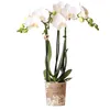 Kolibri Orchids weiße Phalaenopsis-Orchidee Amabilis Produktbild-Vorschau 1