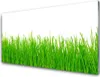 Acrylglasbilder 100x50 Wandbild Druck Gras Natur Produktbild-Vorschau 1