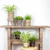 Bloomique - 6er-Set - Haustierfreundliche Pflanzen - Produktbild-Vorschau 1