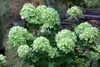 Hydrangea paniculata 'Little Lime', Rispenhortensie, Produktbild-Vorschau 4