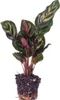 Calathea Makoyana – Pfauenpflanze – Terrarienpflanze Produktbild-Vorschau 1