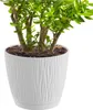 A close-up shot of a jade plant in a white textured pot, isolated on a white background. Anteprima dell’immagine prodotto