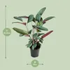Ctenanthe Setosa - 50-60cm - Ø17cm - Plante d'intérieur - Voir les images du produit 2