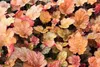 6 x Heuchera hybr. 'Peach Flambe' - Fialový zvonček - Náhľad obrázku produktu 2