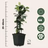 A potted plant with a ruler and icons indicating plant care. Podgląd zdjęcia produktu