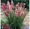 Erba Fontana Red Head 1L Anteprima dell’immagine prodotto 1