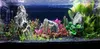 Pietre decorative per acquario, rocce naturali effetto Anteprima dell’immagine prodotto 4