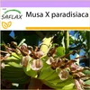 SAFLAX - Jitrocel velký - Musa X paradisiaca - 10 Semena Náhled obrázku produktu 10