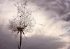 Vlies Fototapete - Gentle Wind 450x315 cm Blumen Produktbild-Vorschau 5