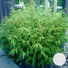 Bloomique - Lot de 2 - Fargesia Rufa - Bambou - Non traçant Voir les images du produit 2
