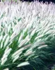 Stauden Gänge 1 x Pennisetum alopecuroides 'Foxtrot' im 1 Produktbild-Vorschau 5