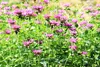 SAFLAX Garden to go - Goldmelisse - Monarda didyma - 20 Produktbild-Vorschau 6