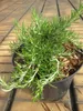 Kriechender Rosmarin Point du Raz - Rosmarinus officinalis Produktbild-Vorschau 2