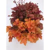 A top-down view of a potted plant with vibrant orange and red leaves. Produktbild-Vorschau