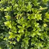 Stauden Gänge 100 x Ilex maximowicziana var. 'Kanehirae' - Produktbild-Vorschau 4