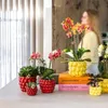 Kolibri Company | Pflanzenset Rote Phalaenopsis-Orchidee Produktbild-Vorschau 6