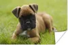 MuchoWow® Poster Boxerwelpe liegt im grünen Gras 120x80 cm Produktbild-Vorschau 1