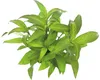 Riesenwasserfreund Hygrophila stricta - Hygrophila Produktbild-Vorschau 1
