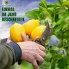 Albero soleggiato - Limone grande 150 centimetri - Citrus Anteprima dell’immagine prodotto 6