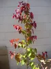 Cercis canadensis Eternal Flame - Kanadischer Judasbaum - Produktbild-Vorschau 4