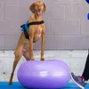 FitPAWS Balle de fitness pour chiens TRAX Donut 55 cm Voir les images du produit 6