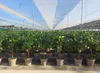 Sunny Tree - Zitronenbaum große 90 Zentimeter - Citrus Produktbild-Vorschau 5