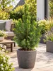 Zuckerhutfichten (Picea glauca 'Conica') in pot, totale Productafbeelding-voorbeeld 1