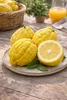 Citrus medica Zedratzitrone 70–100 cm Stämmchen – echte Produktbild-Vorschau 4