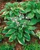 Hosta x fortunei 'Stenantha', Funkie, grün, ca. 11x11 cm Produktbild-Vorschau 9