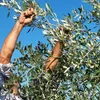 Sakellaropoulos Kalamata Oliven 5 kg Unpasteurisiert Produktbild-Vorschau 4