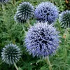 6 x Kugeldistel  - Echinops ritro 'Veitch's Blue'  | Topf Produktbild-Vorschau 1