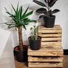 Three potted plants are displayed on wooden crates against a white wall. Produktbild-Vorschau