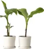 Bananenpflanze - 2 Stk - Musa basjoo - Höhe 25-40cm - ⌀9cm Produktbild-Vorschau 6