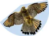 Drachen Falke 92x62cm GÜNTHER 1230 Folie Produktbild-Vorschau 2