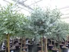 Eucalyptus Stamm Eukalyptusbaum, 90 - 120 cm, Pflanze Produktbild-Vorschau 7