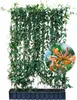 Sichtschutzhecke Lonicera henryi - Immergrünes Geißblatt Produktbild-Vorschau 1